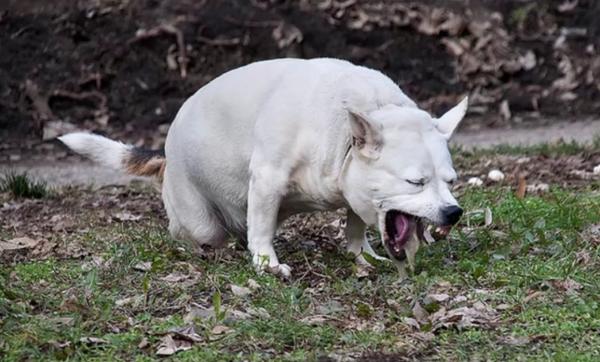 Mi perro vomita espuma blanca: causas y remedios caseros