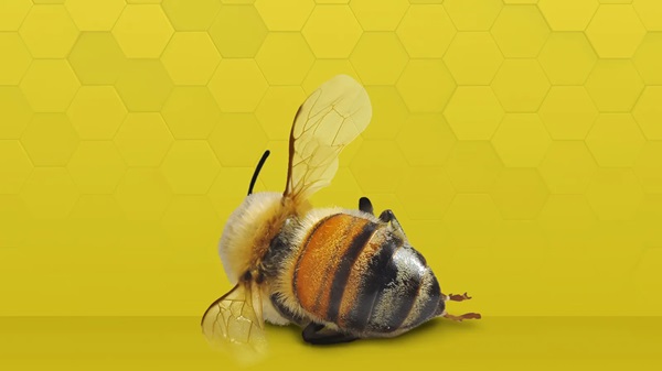 Miel de abejas sin aguijón: el líquido milagroso medicinal