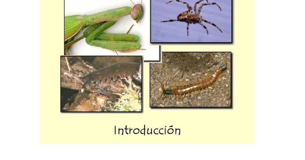 mil maneras de morir tipos de aranas y sus tecnicas de caza