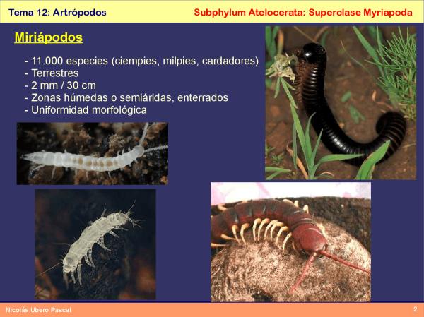 Miriápodos: características, tipos y ejemplos interesantes