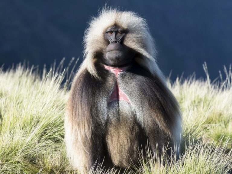Monos babuinos: Hábitos, hábitats y curiosidades interesantes
