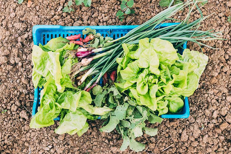 nombre cientifico de la lechuga y 14 tipos que debes conocer