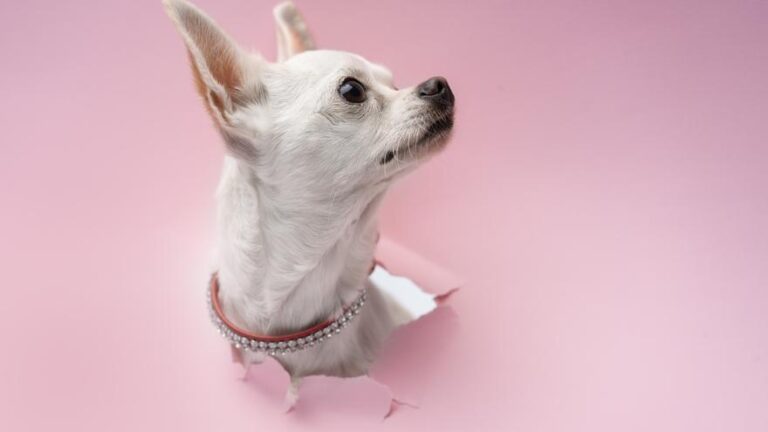 Nombres con A para perro: Ideas originales y divertidas