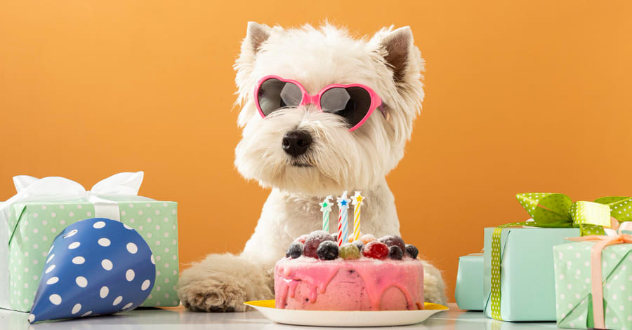 nombres de animales creatividad y diversion para tu mascota