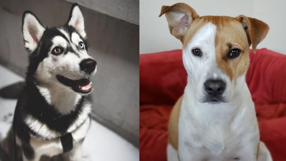 nombres de dioses para perros elige el mas mitologico