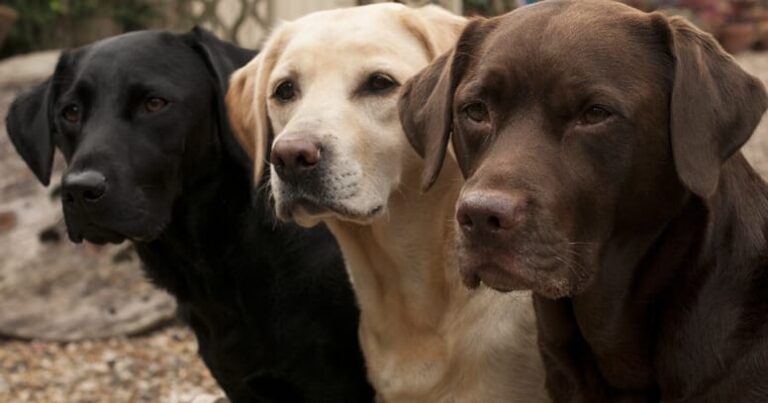 Nombres de perros en inglés: +140 opciones para tu perrito
