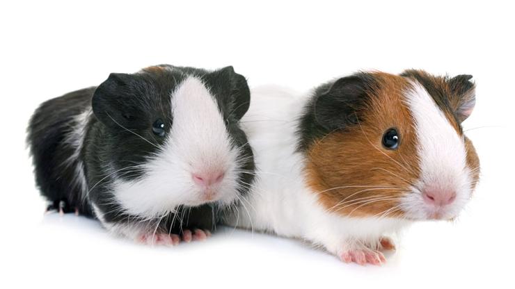 Nombres de pez betta: Ideas creativas para macho y hembra