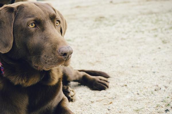 Nombres para perritas: +700 opciones originales y bonitas