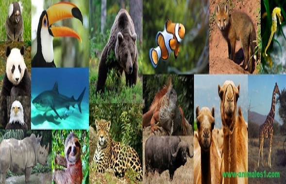 nutria gigante caracteristicas tamano y fotos impactantes