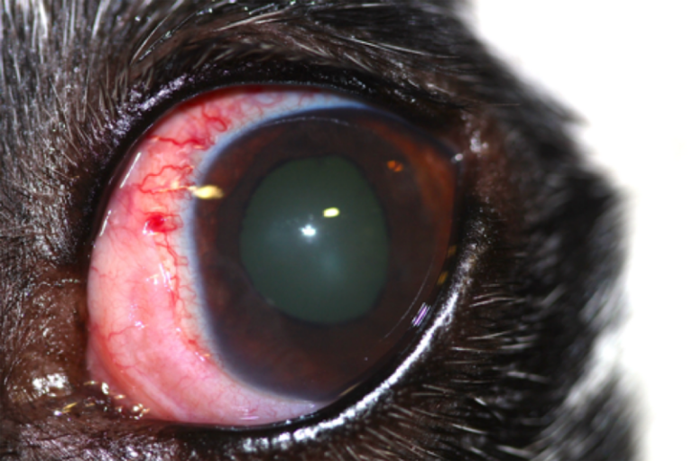 Ojo blanco en perros: causas y soluciones para ojos blancos