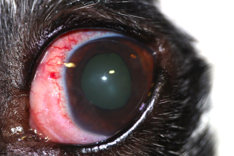 ojo blanco en perros causas y soluciones para ojos blancos
