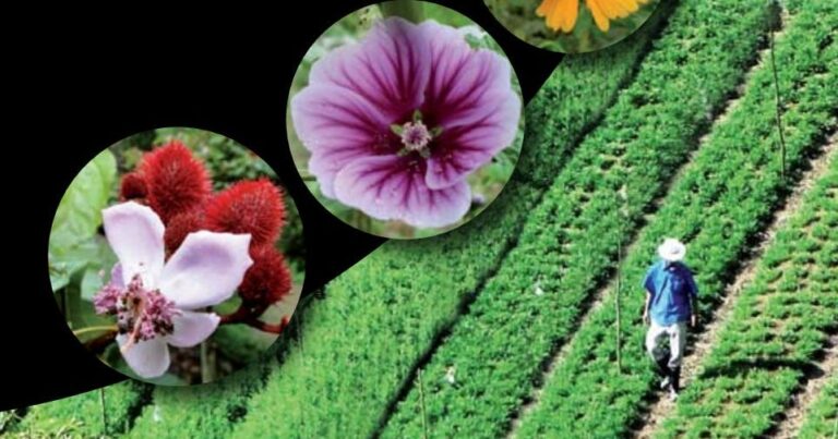 Opuntia: Beneficios y Usos de la Sábila Espinosa en Salud
