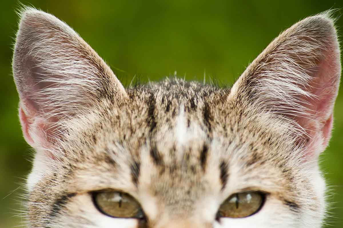 orejas gato