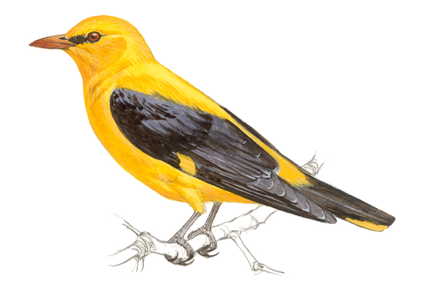 oropendola europea caracteristicas canto habitat y dieta