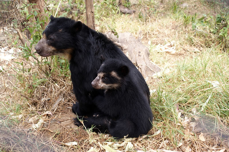 oso de anteojos en peligro de extincion causas y desafios