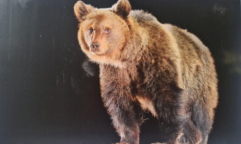 Oso grizzly: qué come y sus características más interesantes