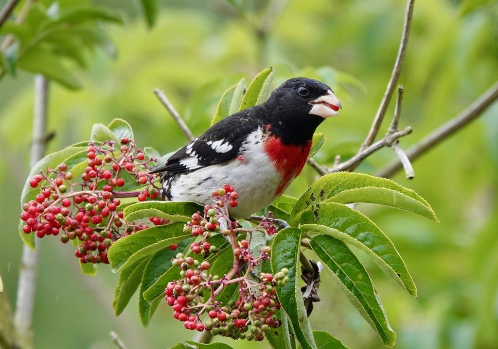 pajaro que canta de noche descubre su melodica razon