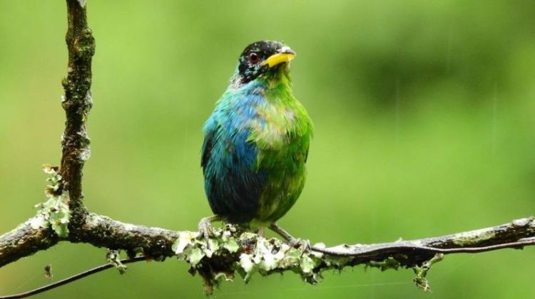 Pájaro sin plumas: Ejemplos interesantes de aves sin plumas