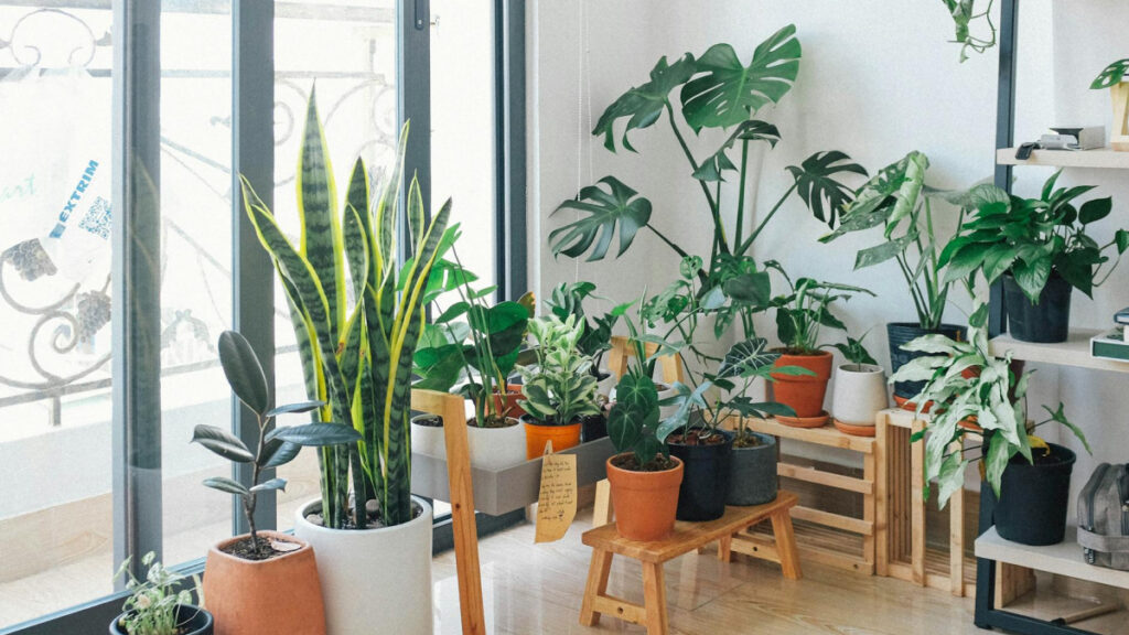 palmera areca cuidados esenciales para tu areca palma