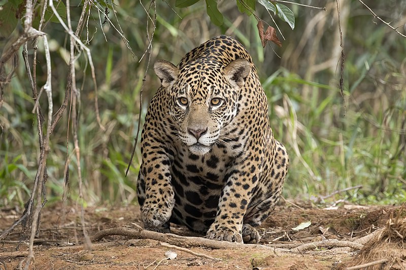 pantera animal 5 datos sorprendentes sobre la pantera negra