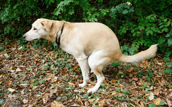 Paperas en perros: causas, síntomas y tratamiento eficaz