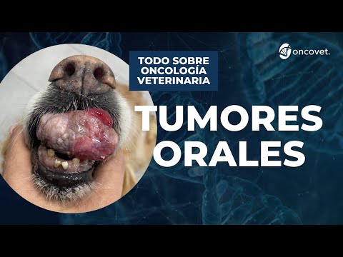 Papiloma en perros: Causas, síntomas y tratamiento efectivo