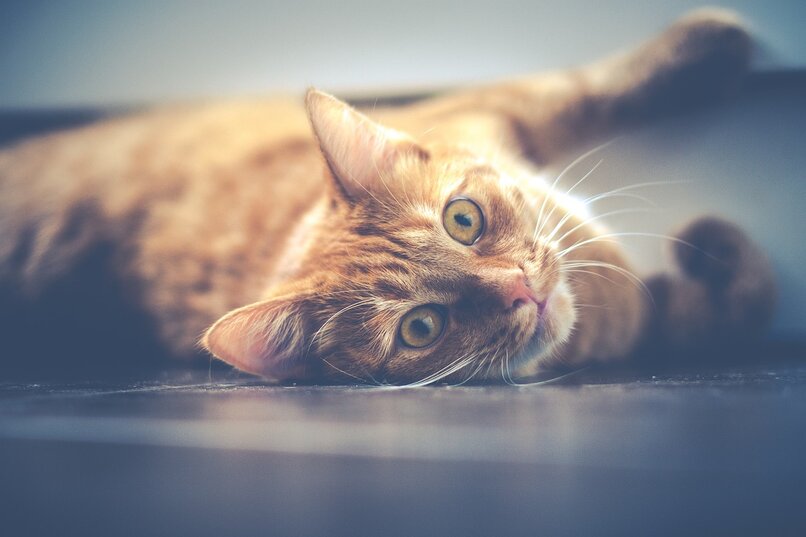 para que se usa el minipres en gatos y cuales son sus efectos