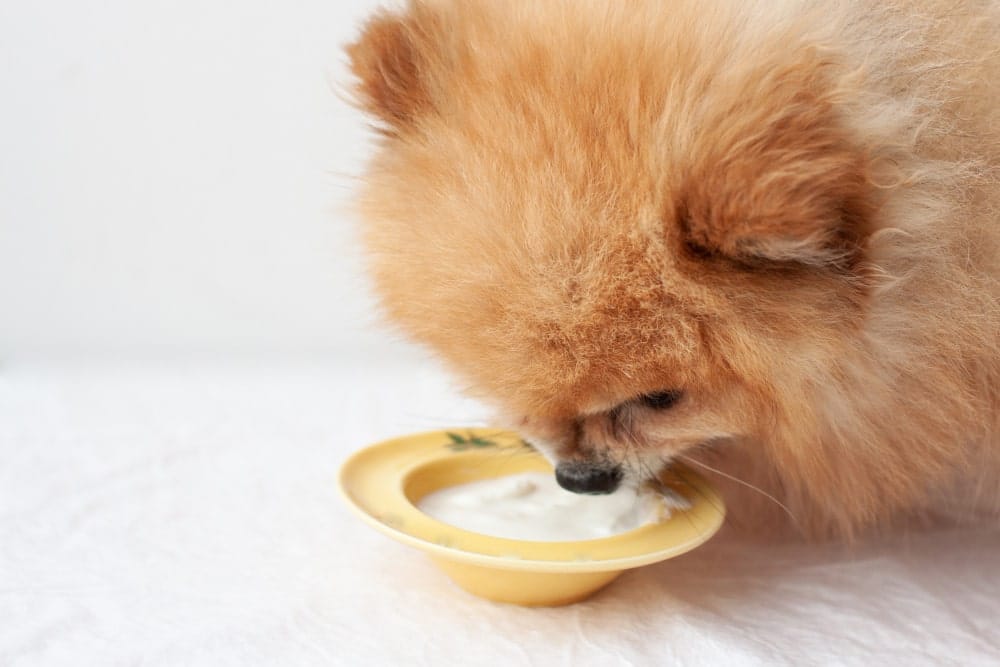 para que sirve enterogermina en perros y que efectos tiene
