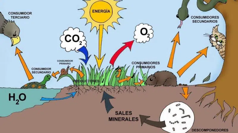 para que sirven las plantas su importancia en el ecosistema