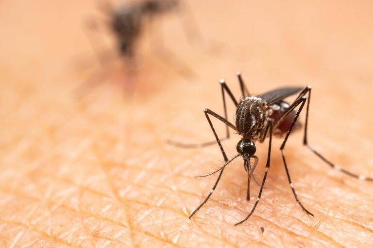 Para qué sirven los mosquitos: su papel en el ecosistema