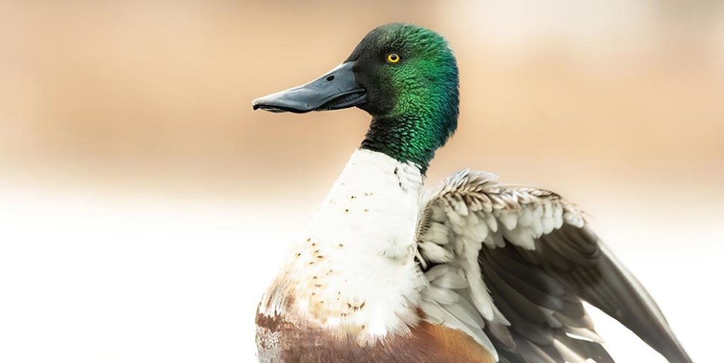 patitos conoce su habitat cuidado y datos curiosos