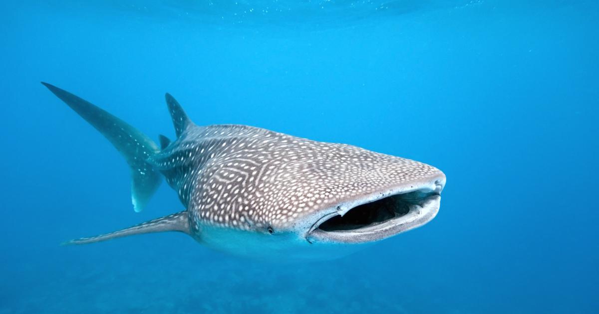 peces carnivoros que son ejemplos y caracteristicas clave