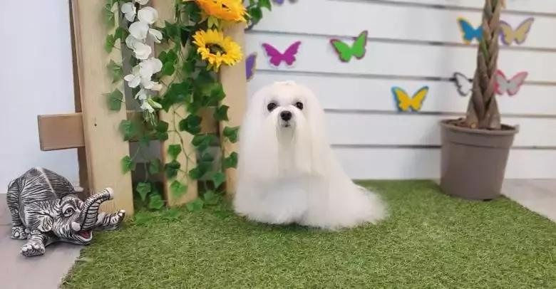peluqueria canina sleepindog tu mejor opcion en mislata