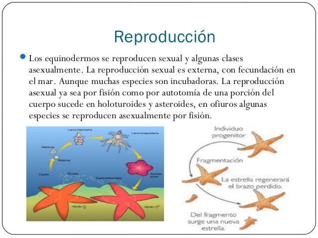 Pepino de mar: características, reproducción y curiosidades