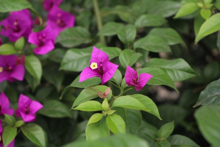 Perennes: 10 plantas trepadoras para embellecer tu jardín