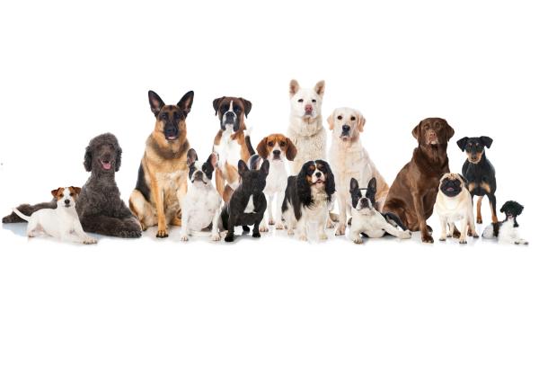 Perro akita americano: Guía completa para cuidar su pelaje