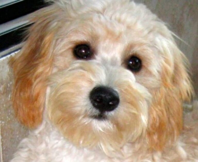 Perro Cavapoo: Todo lo que Debes Saber sobre esta Raza