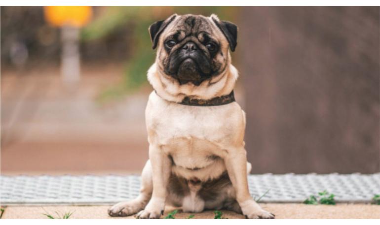 perro con garrapatas sintomas y tratamiento para su salud