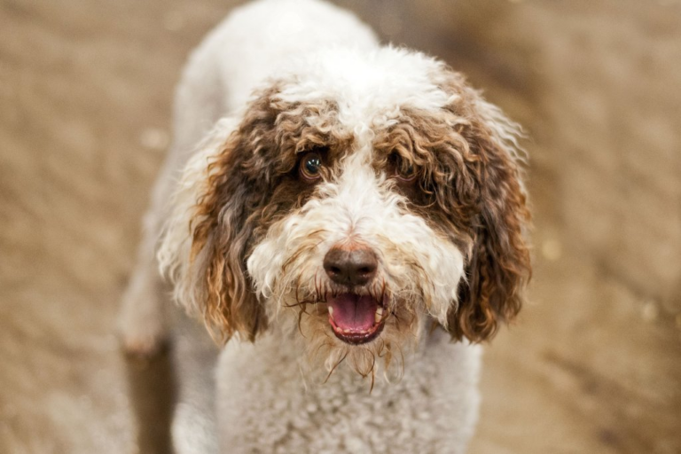 Perro de agua portugués: el compañero ideal para tu familia