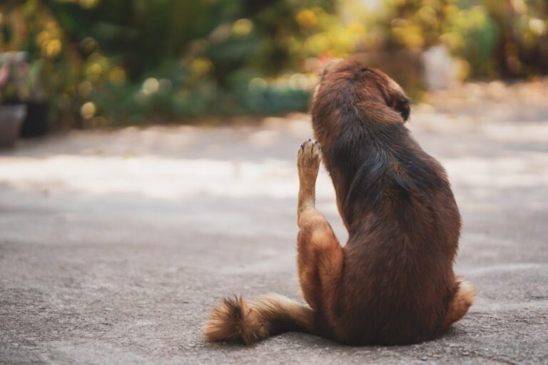 Perro tiña: síntomas, causas, tratamiento y remedios caseros