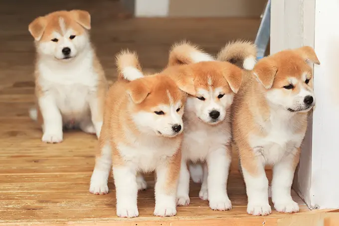 Perros Akita Americano: Características, Carácter y Cuidados