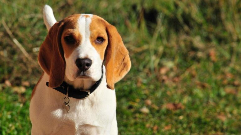 Perros alemanes: Las 10 razas más populares y queridas