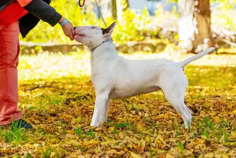 Perros Bull Terrier: Cuidados Esenciales para su Bienestar