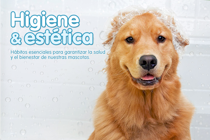 Perros Golden: Cuidados Esenciales para su Pelo y Salud