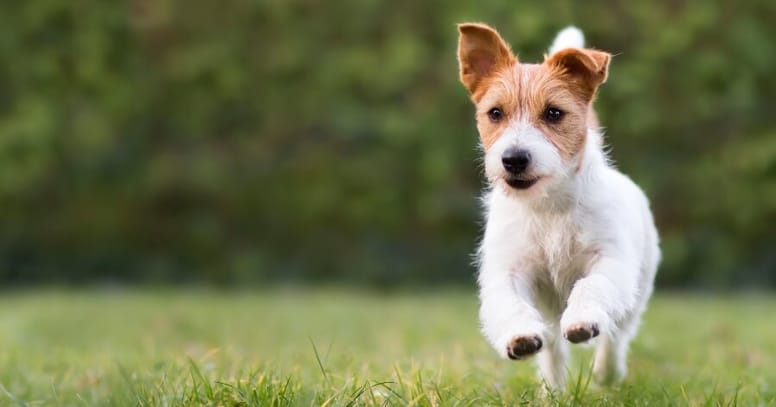 perros nombres mas de 900 ideas para nombres de machos