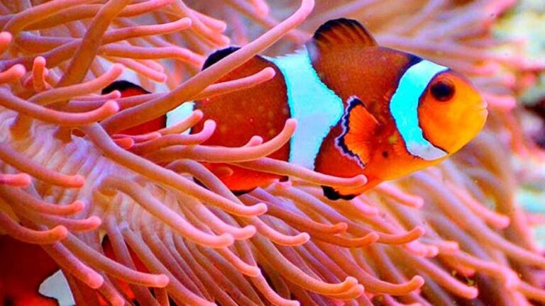 Pez Payaso y Anémona: La Asombrosa Relación del Océano