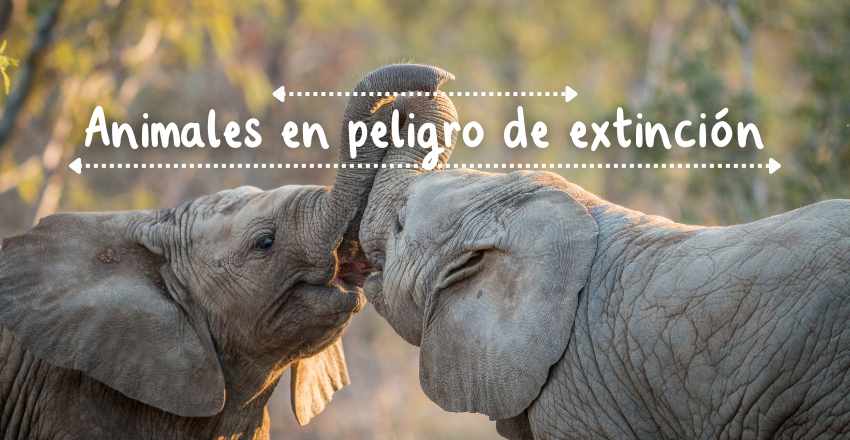 piel de elefante aumento alarmante en su comercio global
