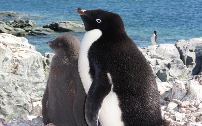 pinguinos en peligro de extincion que debemos hacer