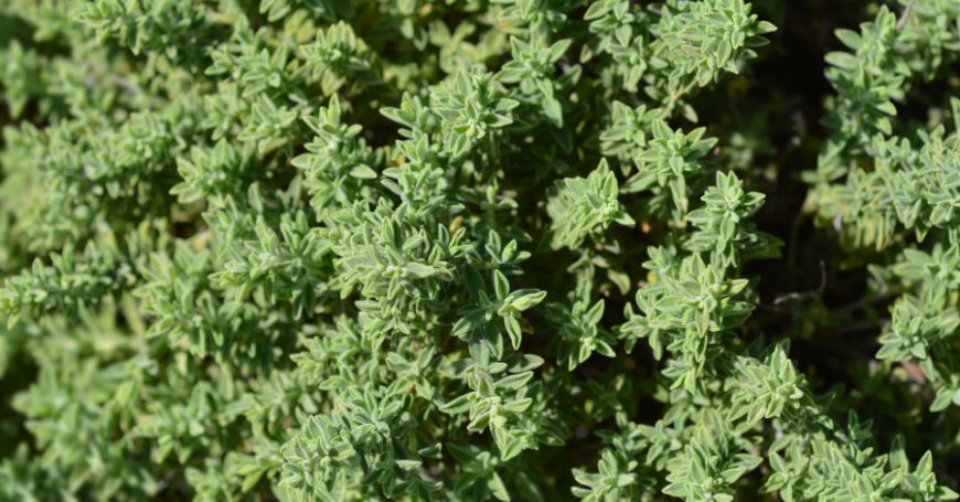 planta de oregano cuidados esenciales y sus multiples usos