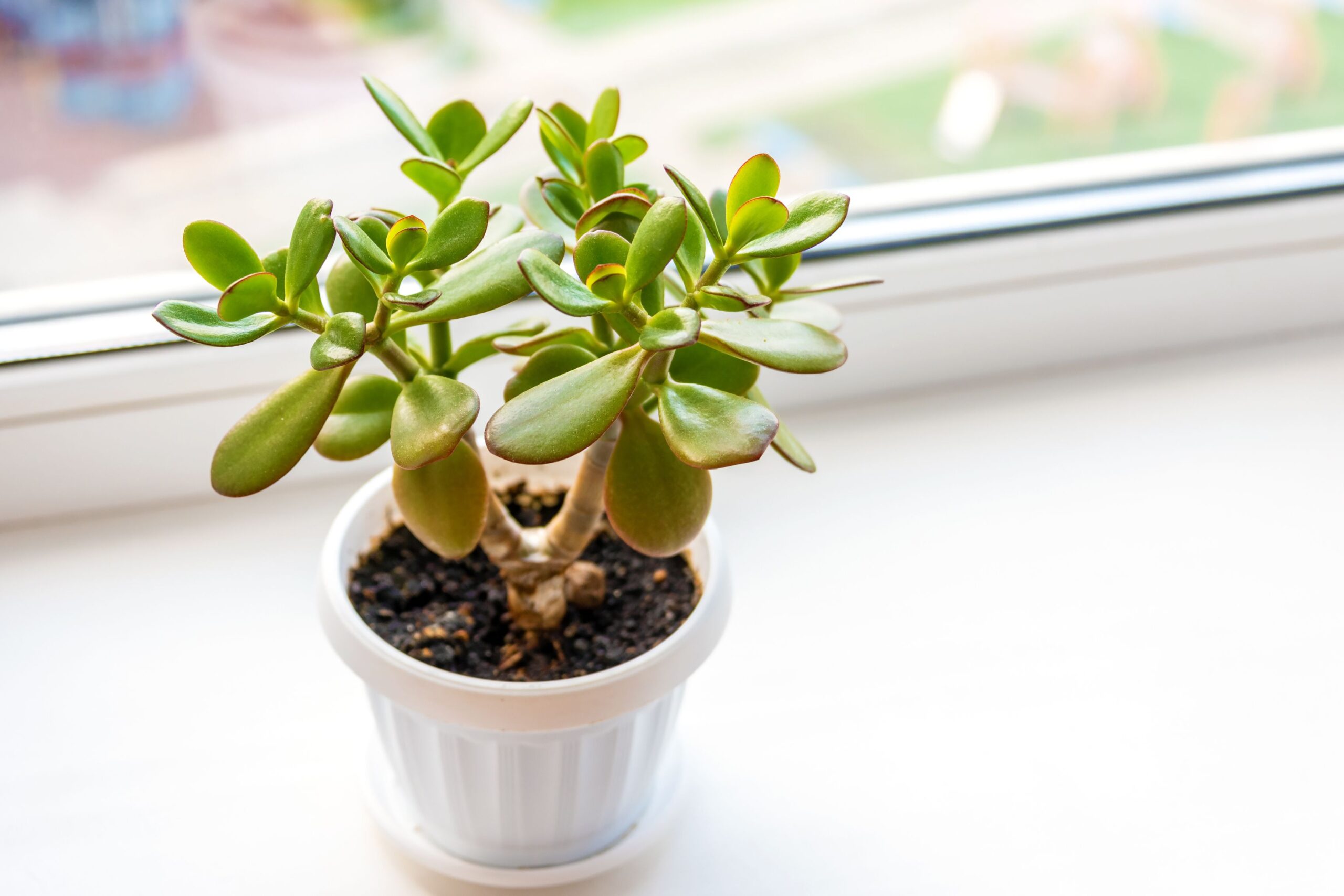 planta jade scaled